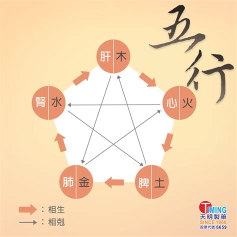 五行對應器官|【中醫小知識